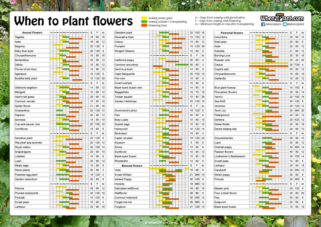 when-to-plant-greens-norton-allotments